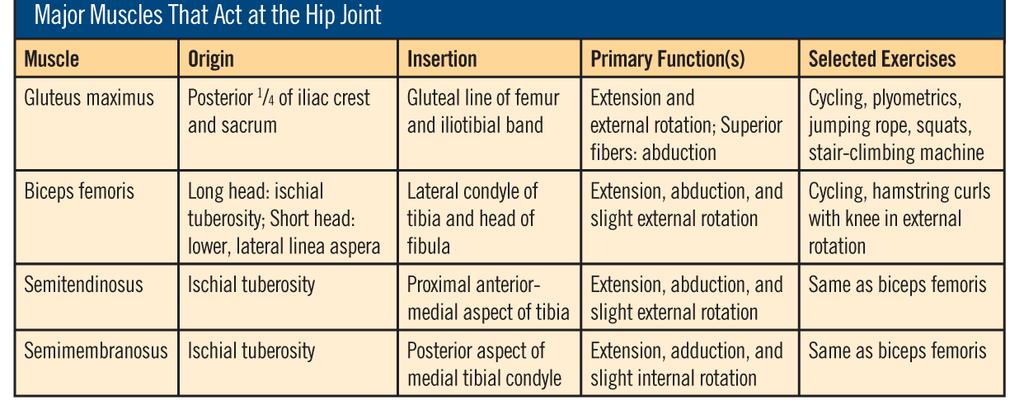 Hip Extensors The hip extensors include the gluteus