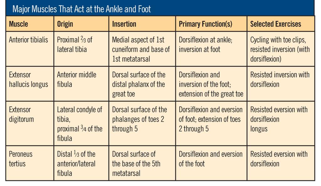 The Anterior Compartment of the Lower Leg The ankle joint allows dorsiflexion and plantarflexion. The subtalar joint allows inversion and eversion of the foot.