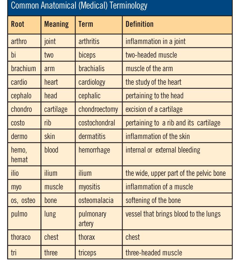 Anatomical Terminology Knowing the meaning of common root words will