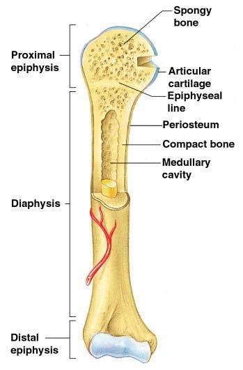 Gross Anatomy of a Long Bone Diaphysis Shaft Composed of compact bone Epiphysis Ends of the bone