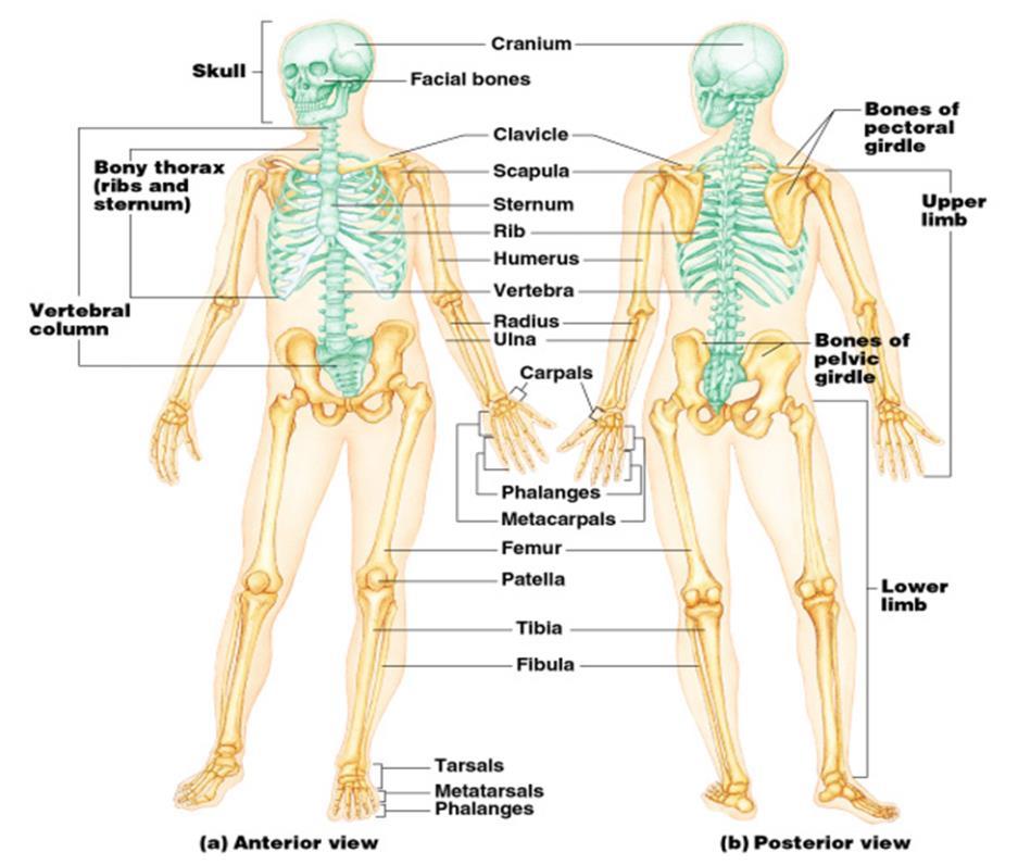The Axial Skeleton Forms the longitudinal part of the body Shown here in blue, reference your coloring sheet.