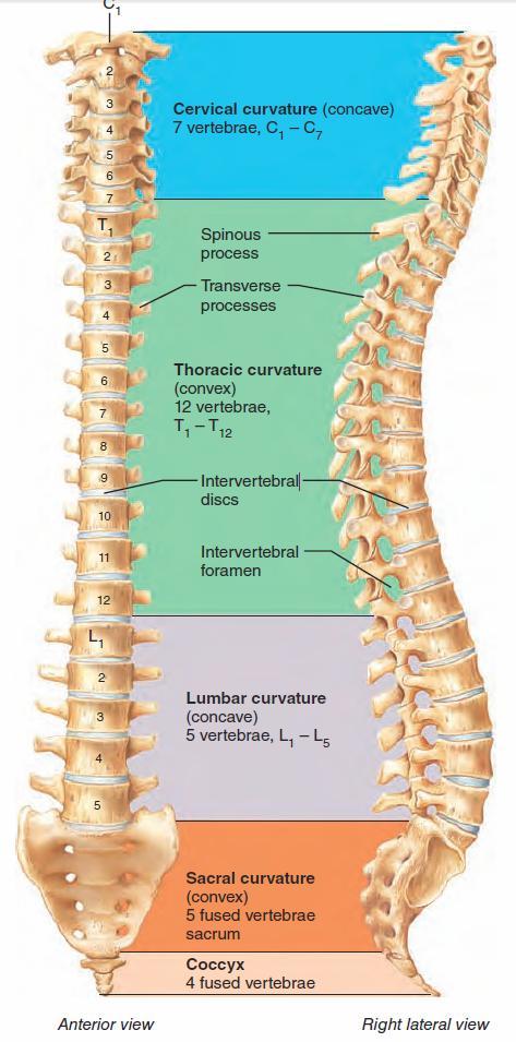 The Vertebral Column Vertebrae separated by intervertebral discs The spine has a normal