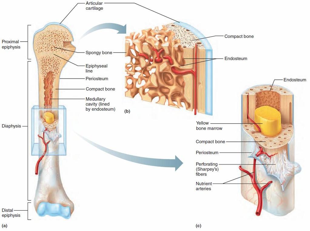 Structure of Long Bones
