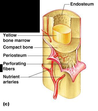 Structures of a Long Bone Periosteum Outside covering