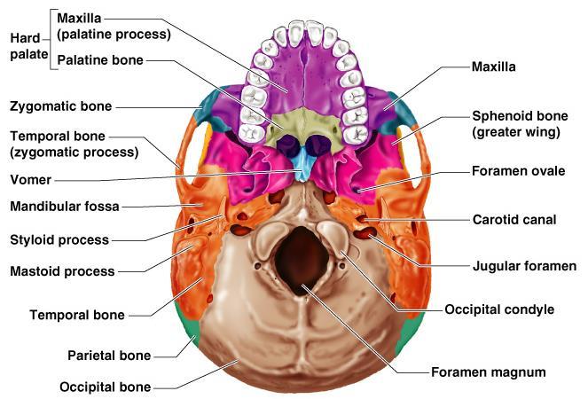 Human Skull,