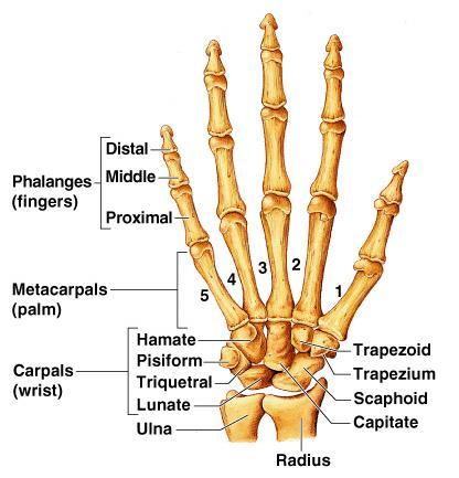 Bones of the Upper Limb The hand Carpals wrist