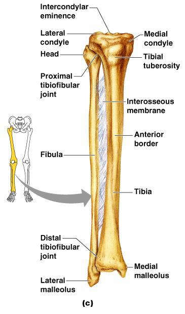 Bones of the Lower Limbs The leg