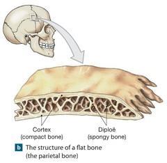 Classification of Bones Flat bones Thin and flattened Usually curved Thin