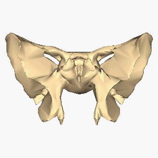 Classification of Bones Irregular bones Irregular shape Do not fit into other