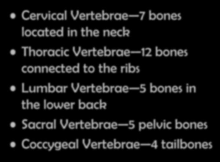 Bones of the Vertebral Column Cervical Vertebrae 7 bones located in the neck Thoracic Vertebrae 12 bones connected