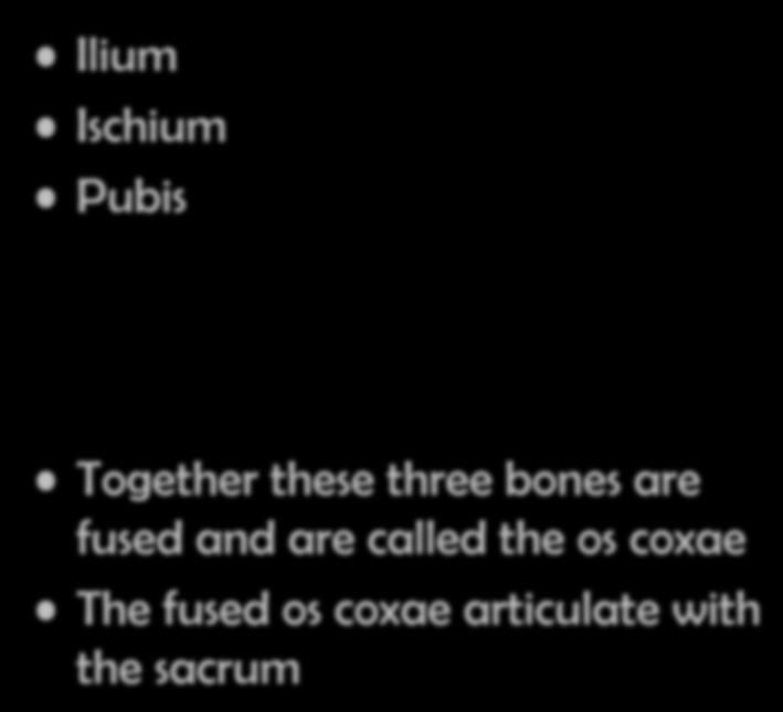 Bones of the Pelvis Ilium Ischium