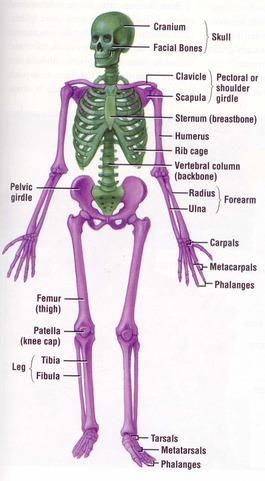 axis of the body, or the bones of the head and trunk The Appendicular
