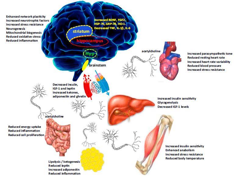 Pivotal roles of the nervous and endocrine systems as mediators of