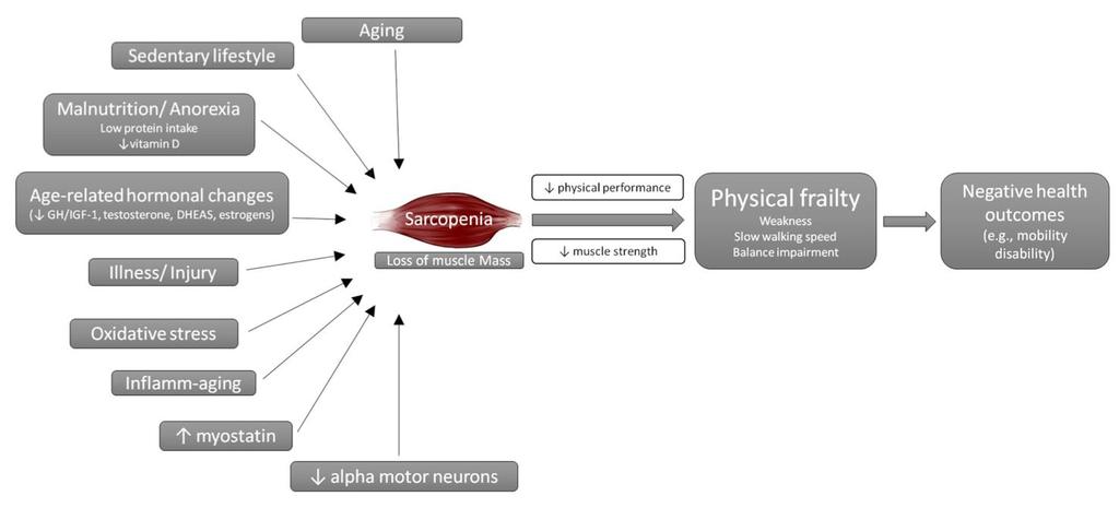 Malnutrition as a driver of muscle insufficiency/failure
