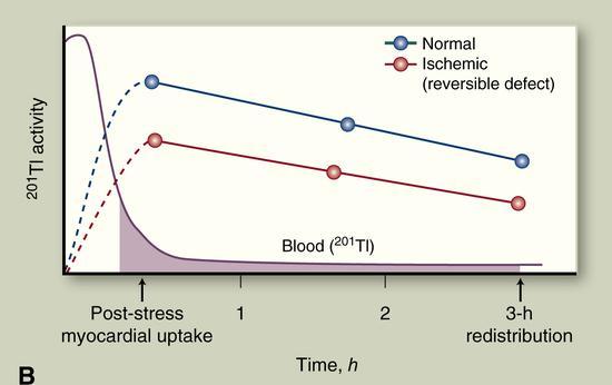 Blood Activity of Thallium in relation to uptake and clearance