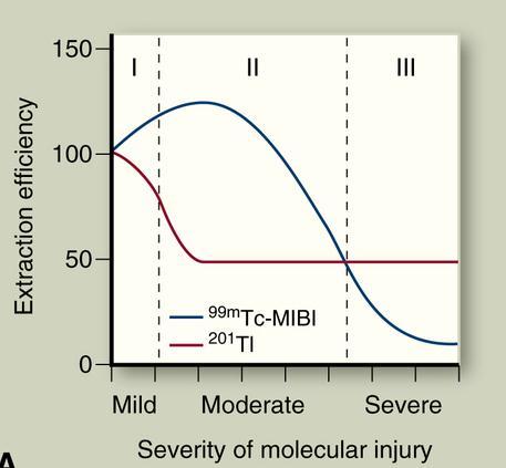 Cellular Kinetics of Tl-201 and MIBI *Oxidative phosphorylation inhibited by rotenone