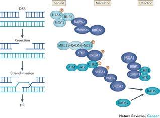 BRCA1 gene on chromosome 17 (17q 12-21) Smaller, 1683 amino acids Ubiquitin ligase, impact on