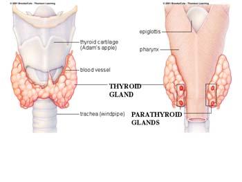 Parathyroid Glands History 1852-first identified in rhinoceros. 1898- tetany first described in cats/dogs after removing parathyroid glands 1898-histology described 1903-relation between bone dis.