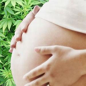 Cannabis in Pregnancy/Lactation Evidence about cannabis in pregnancy is very hard to interpret, due to its illegal status, widespread use, and difficulty publishing positive studies.