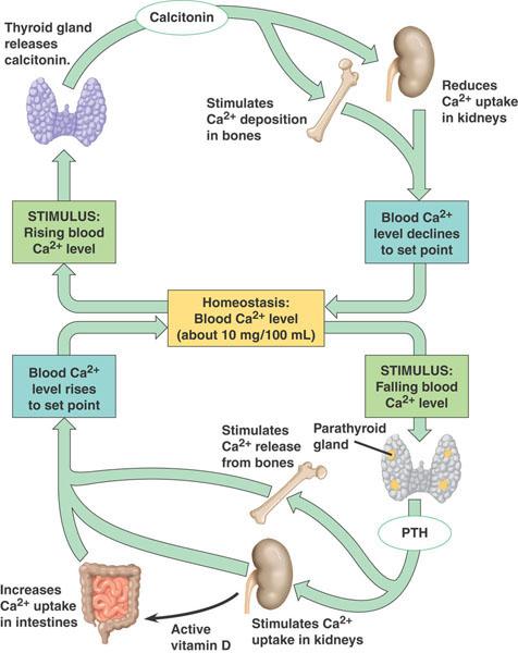 Function PTH Regulates free ionized calcium Negative feedback system Synthesized in parathyroid chief cells & secreted in response to low calcium levels Acts on kidneys (absorption), intestines
