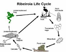 Types of Amphibian Parasites Metazoans (including trematodes and nematodes) Protozoans Endoparasitic mites Ectoparasites (including leeches and flies) Trematode Ribeiroia ondantrae Frogs were exposed