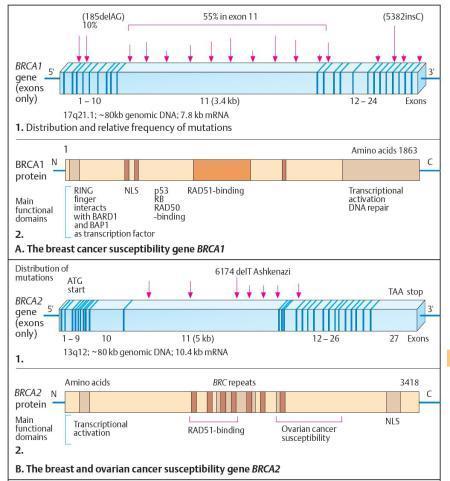 BRCA1 & BRCA2: the Basics Chromosome 17q21.