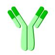Standards and samples are added to the wells, and any hemagglutinin present binds to the immobilized antibody.