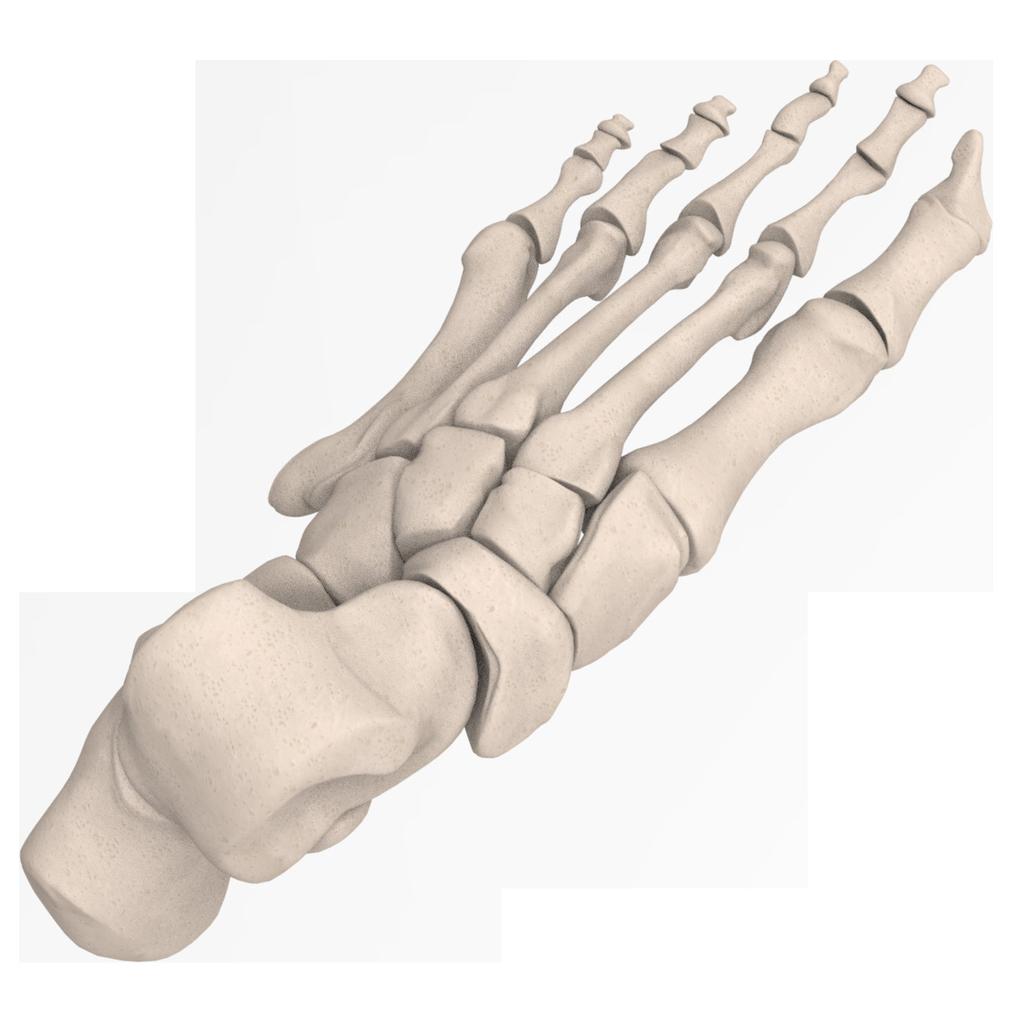 Common Procedures Foot and Ankle: 1. Hallux IP Fusion: 9x7,11x8,11x10,13x10 2.