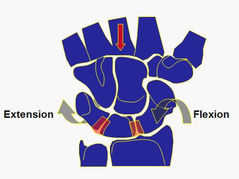 Wrist radial deviation, scaphoid flexes, lunate flexes.