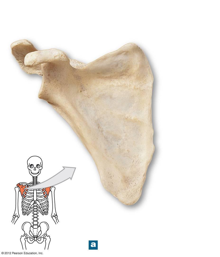 Figure 8-3a The Right Scapula Acromion Coracoid process Superior angle Superior border
