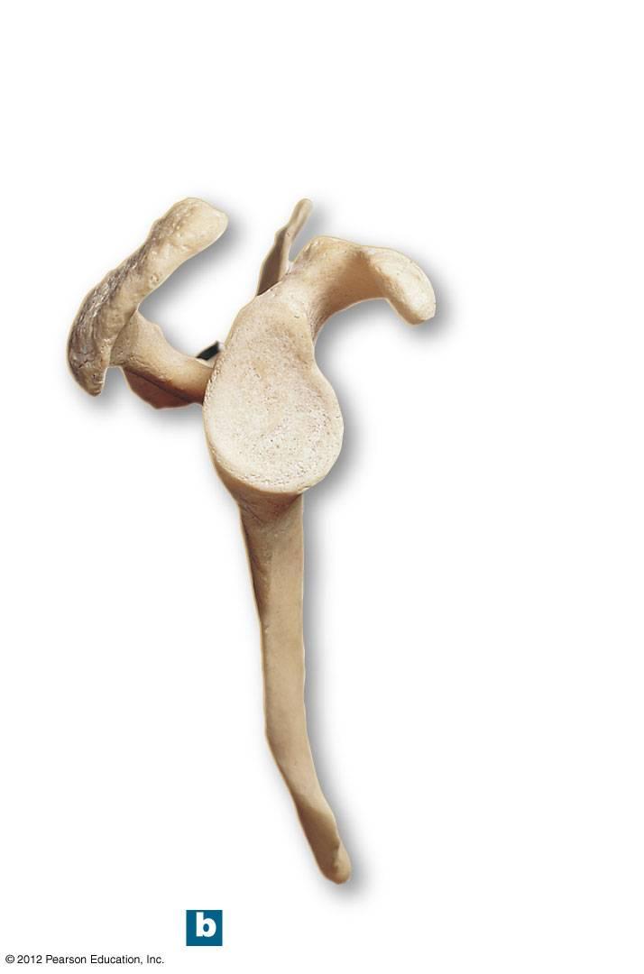 Figure 8-3b The Right Scapula Supraglenoid tubercle Acromion Spine