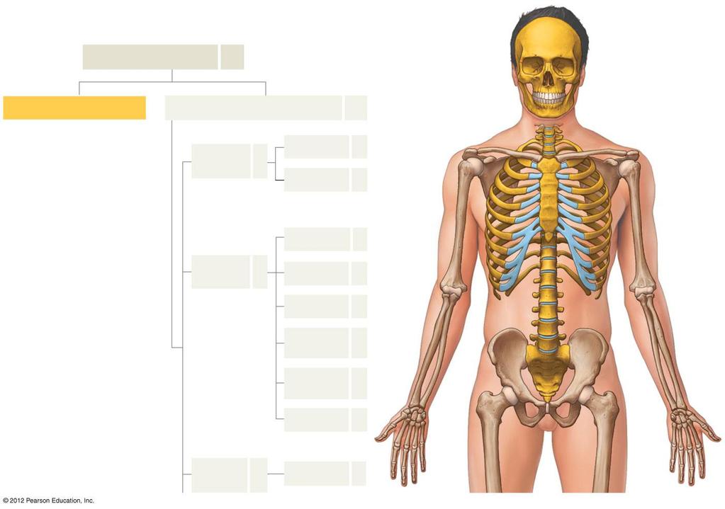 Figure 8-1 The Appendicular Skeleton SKELETAL SYSTEM AXIAL SKELETON 80 206 APPENDICULAR SKELETON 126 (see Figure 7 1) Pectoral girdle