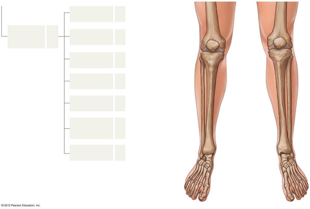 Figure 8-1 The Appendicular Skeleton (Part 2 of 2) Lower limbs 60 Femur 2