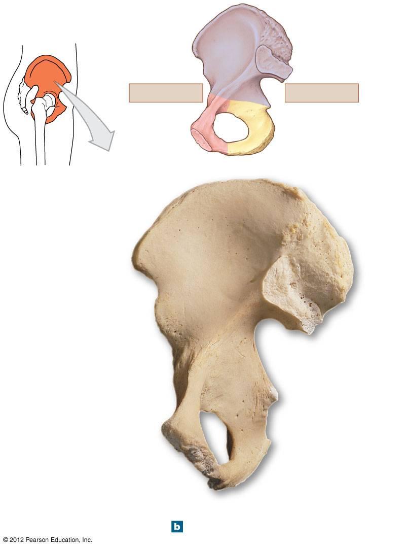 Figure 8-7b The Right Hip Bone Ilium ANTERIOR POSTERIOR Pubis Ischium Iliac crest Anterior superior iliac spine Auricular surface for articulation with sacrum Iliac fossa Iliac tuberosity Posterior