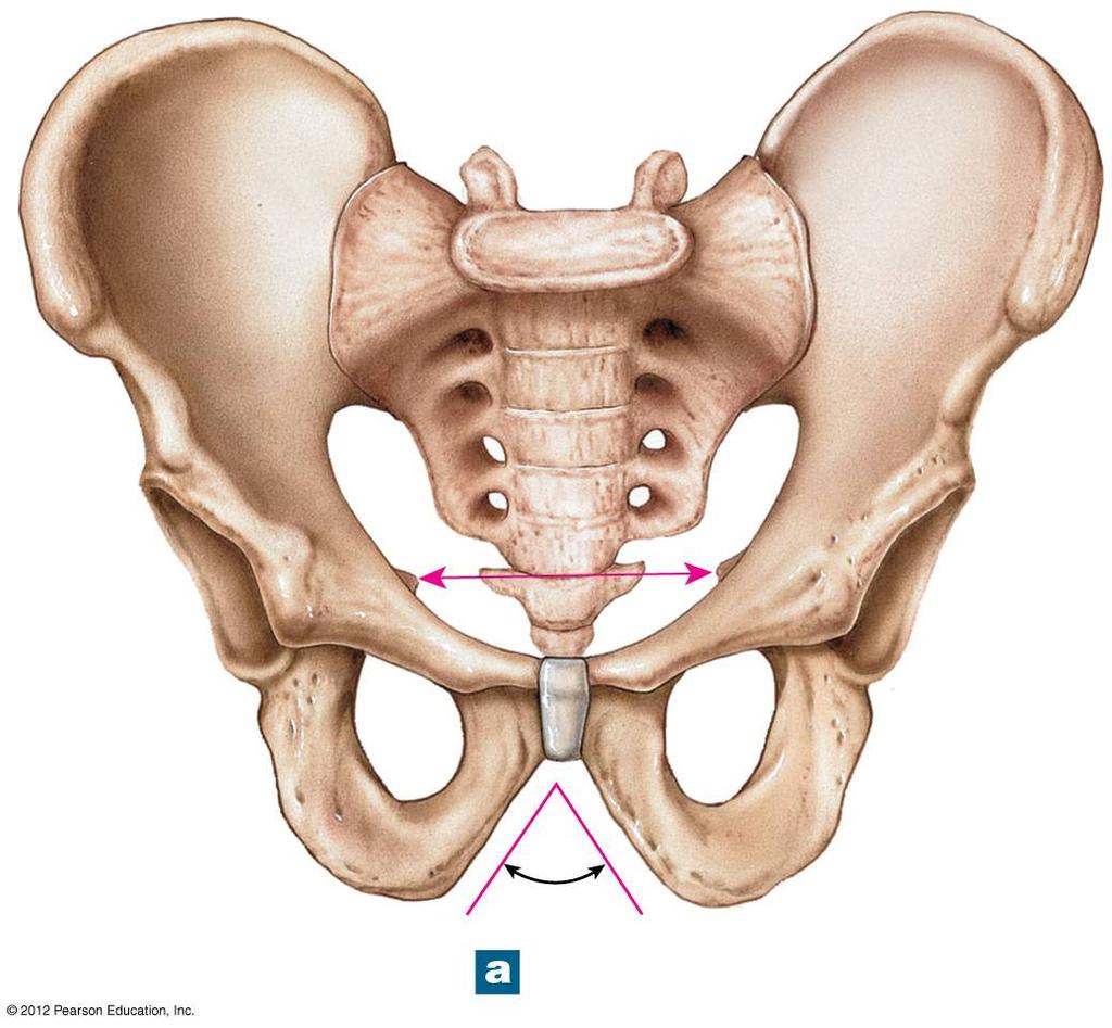 Figure 8-10a Anatomical Differences between a