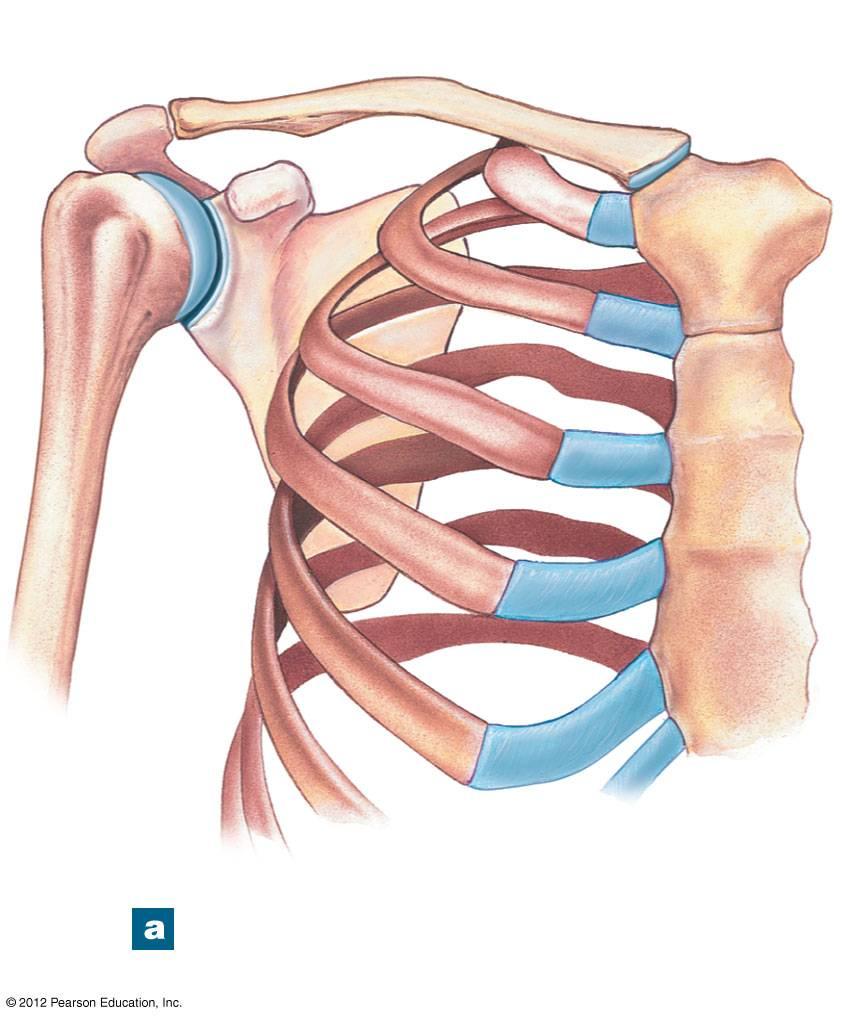 Figure 8-2a The Right Clavicle Scapula Clavicle Jugular notch The