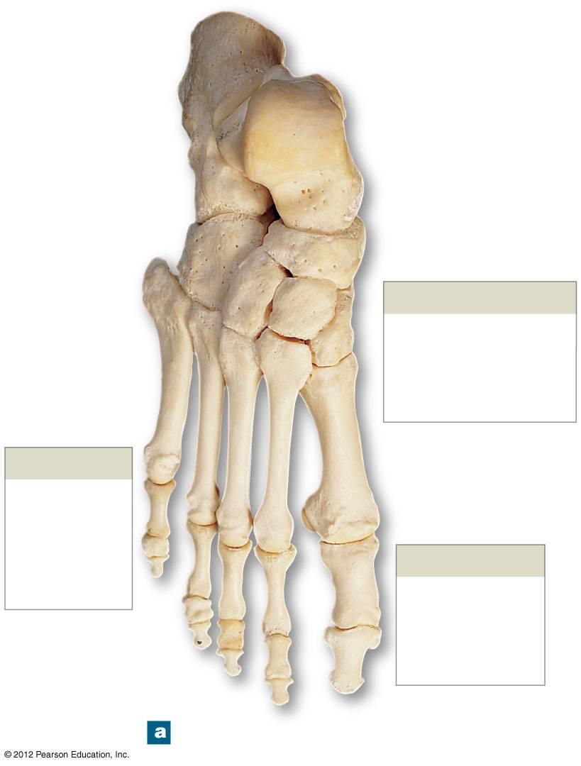 Figure 8-14a Bones of the Ankle and Foot Calcaneus Trochlea of talus Talus Cuboid Navicular Cuneiform bones Lateral Intermediate V