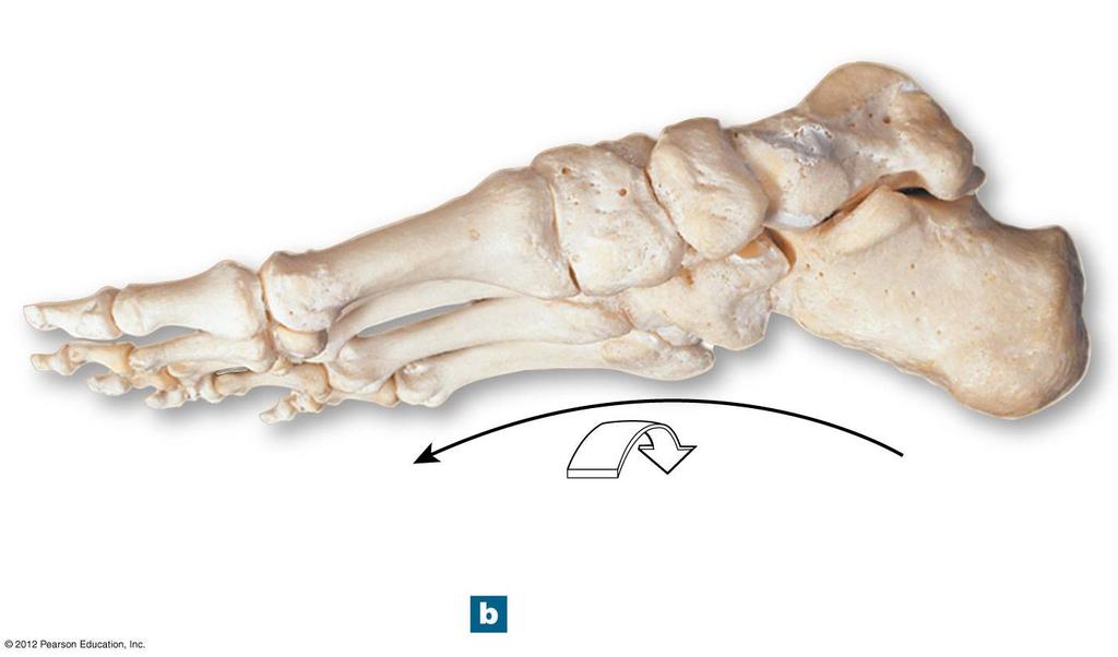 Figure 8 14b Bones of the Ankle and Foot Medial cuneiform bone Phalanges Navicular