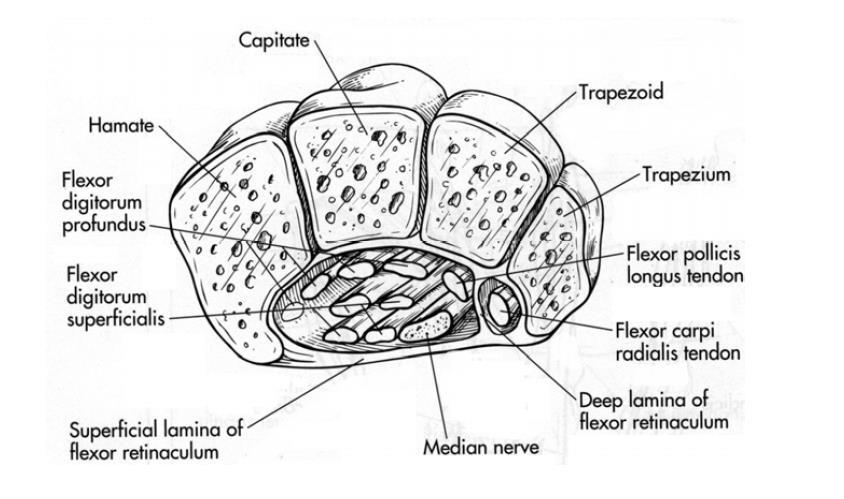 Figure 2-7 Transverse section of carpal tunnel from dorsal aspect [46] The extensor retinaculum is formed from the deep forearm fascia and contains six important compartments, numbered sequentially