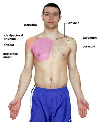 clavicle, coracoid process and acromion. Immediately under the skin, the pectoralis major, deltoid, and trapezius muscles can be palpated.