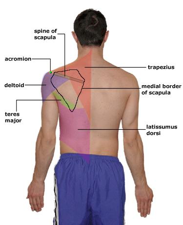 Bony landmarks include the spine of the scapula, medial border of the scapula, and the acromion.