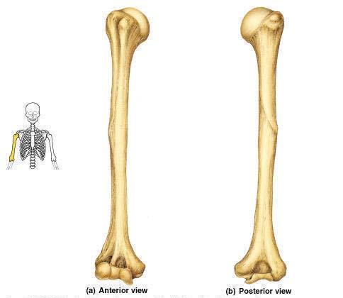 1). proximal end head of the humerus greater & lesser tubercle 2).