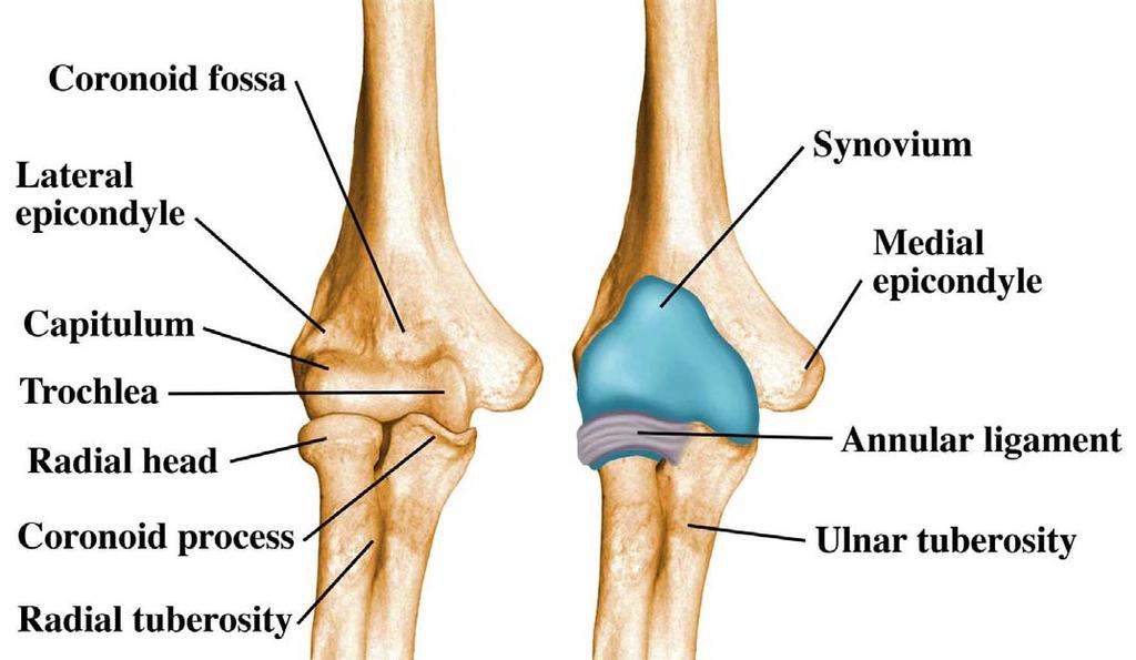 Joints Humeroulnar Joint - hinge joint (between trochlea and trochlear notch of ulna = "elbow joint") Humeroradial Joint - gliding joint (between