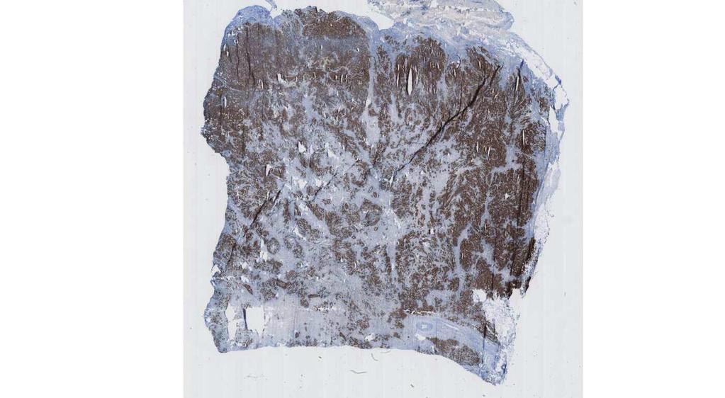 tissue section of the