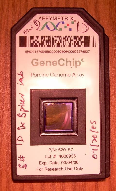 Microarray Analysis: Affymetrix Bovine GeneChips 24,072 probe sets for