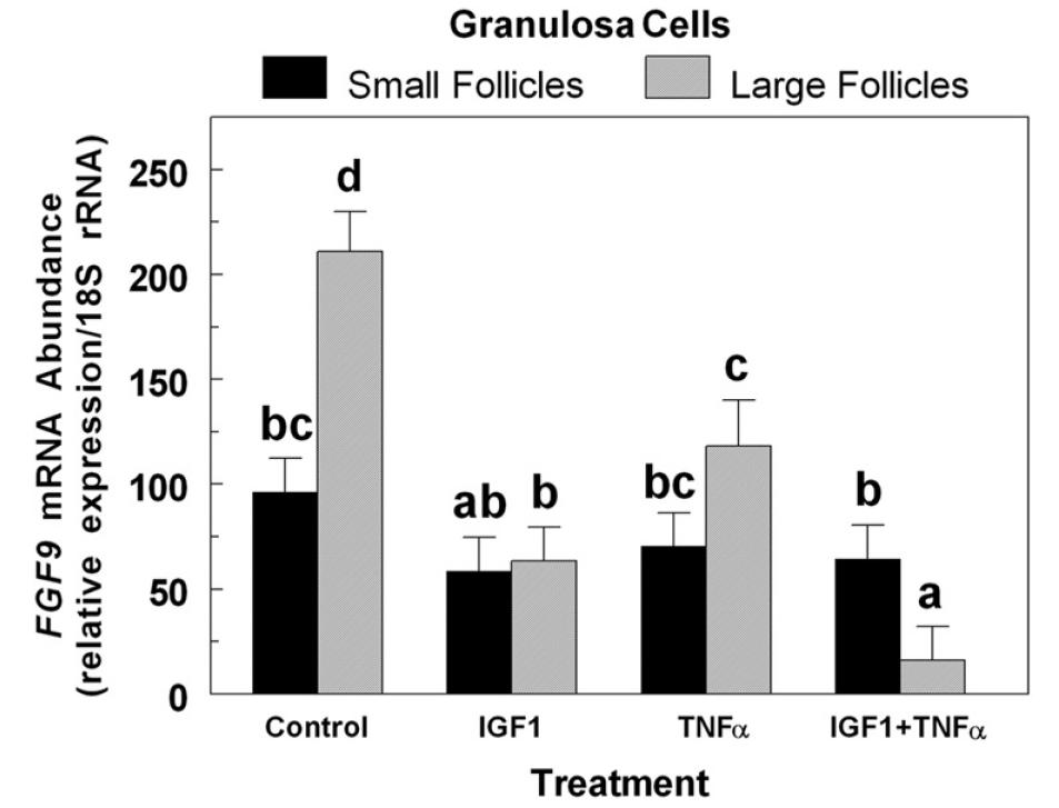 FGF9 mrna is inhibited by IGF1 & TNFα in bovine granulosa