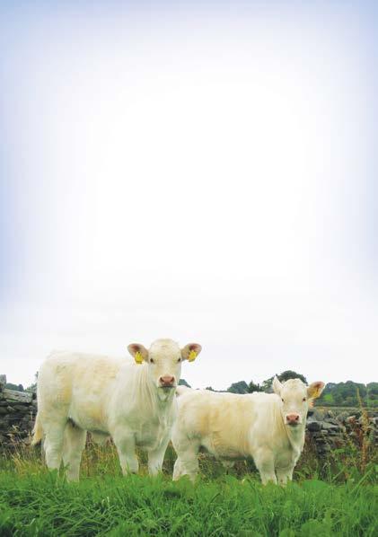 Special Mixes Drinagh Co-op has the capacity to produce a variety of specifically formulated diets where livestock requirements may vary from the standard range.