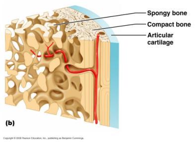 Bone Make-up 2 Forms Cancellous Also called Spongy bone Blood cells produced here Compact
