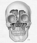 Bone Markings Head trochanter