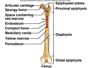 Parts of a Long Bone epiphysis distal proximal diaphysis shaft compact bone spongy bone-consits of